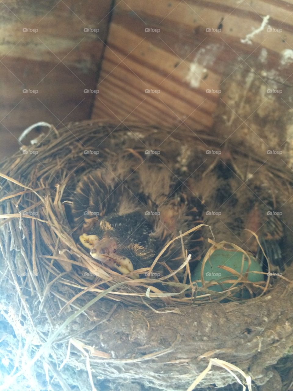 Baby robins 