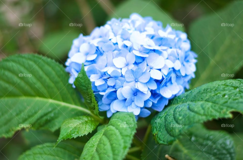 hydrangea . blue flower in bloom 