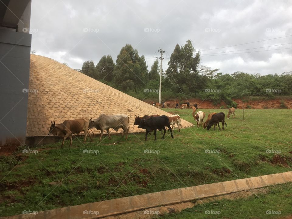 Cows on roadside 