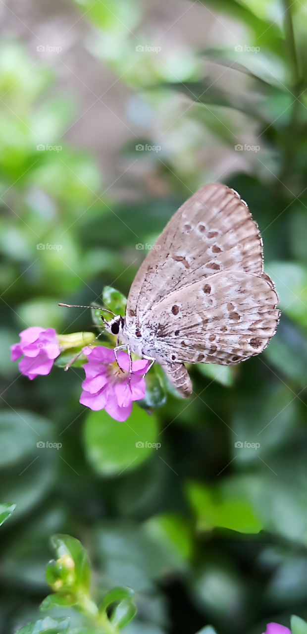 Colour of spring Butterfly