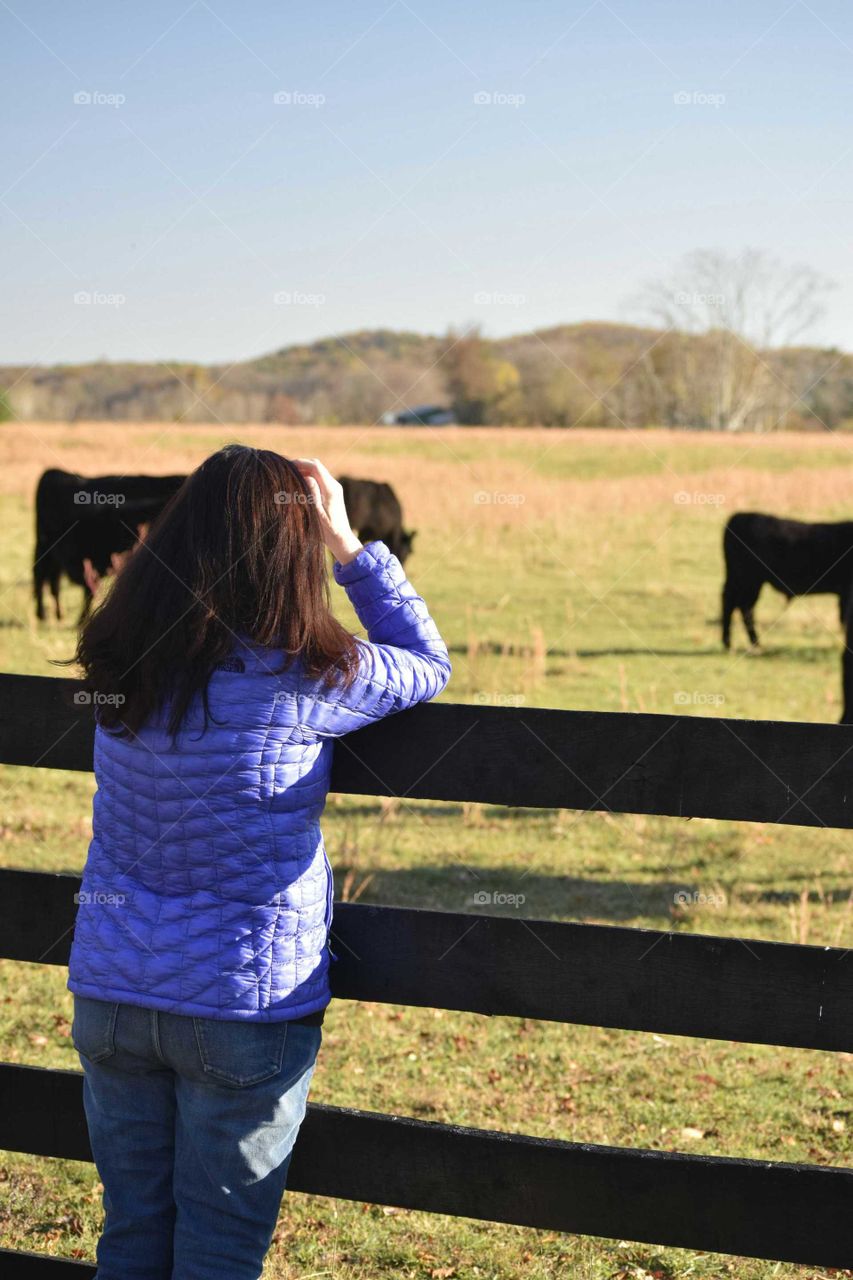 Watching Cows