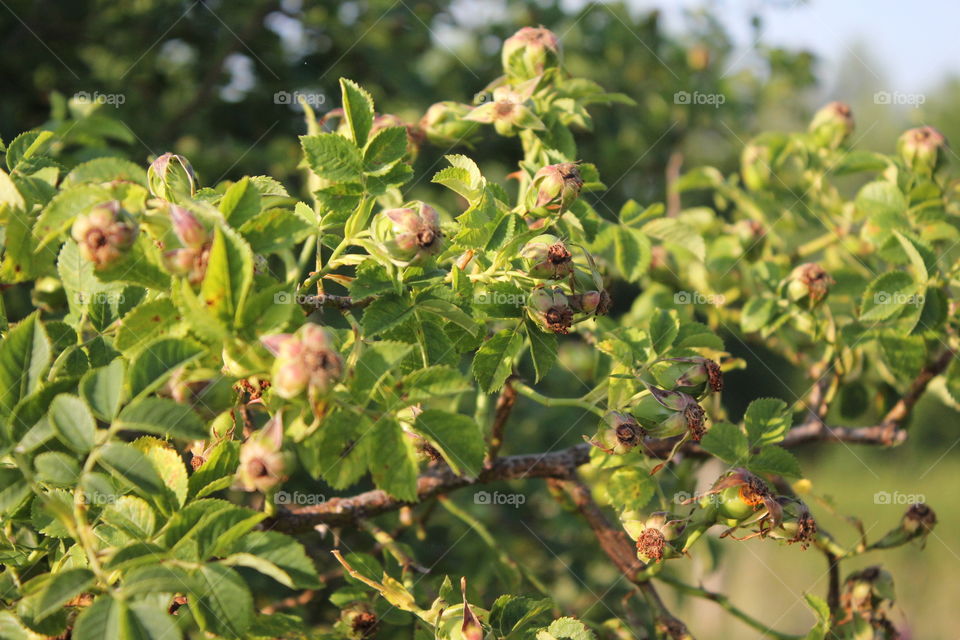 rosehip
