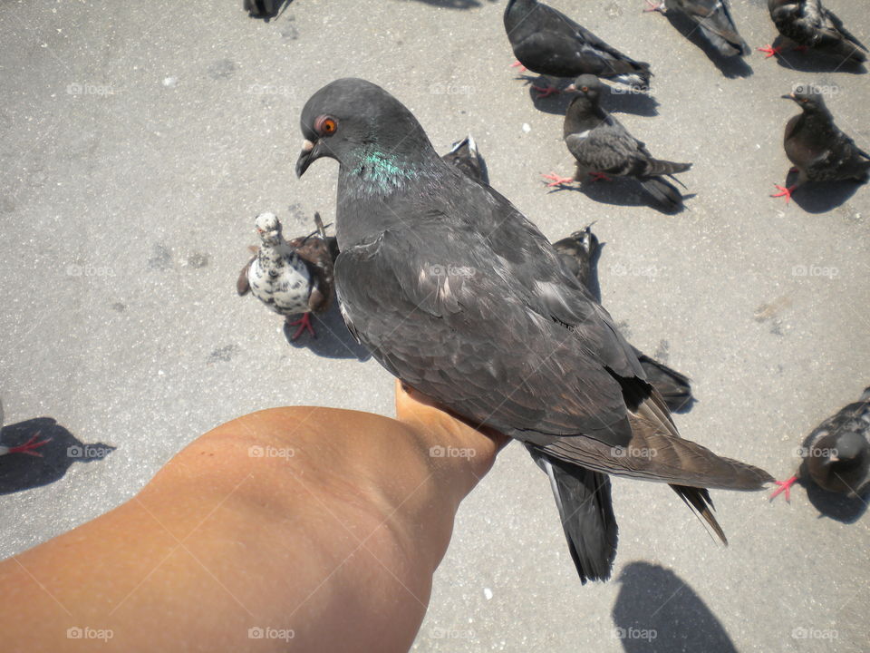 Pigeon 