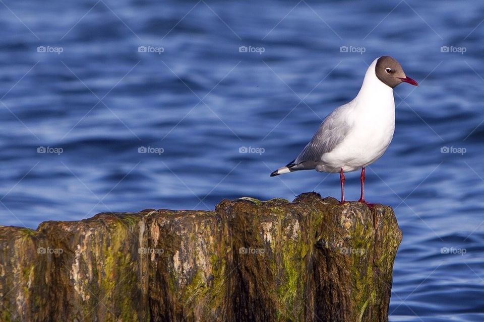 Black-headed gull