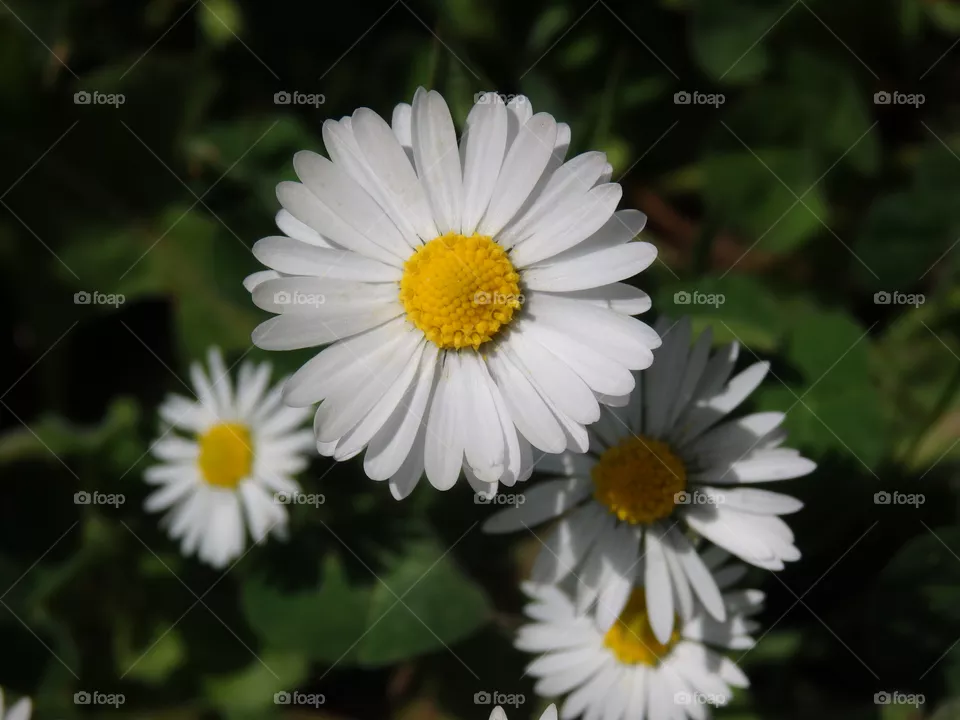 flowers