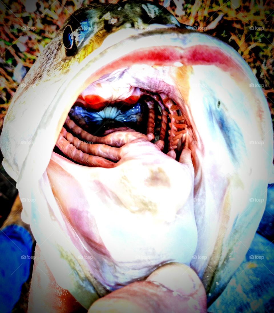 inside a fish's mouth