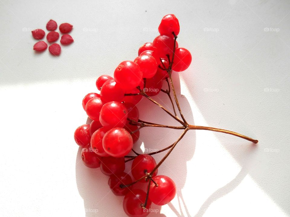 High angle view of cranberries