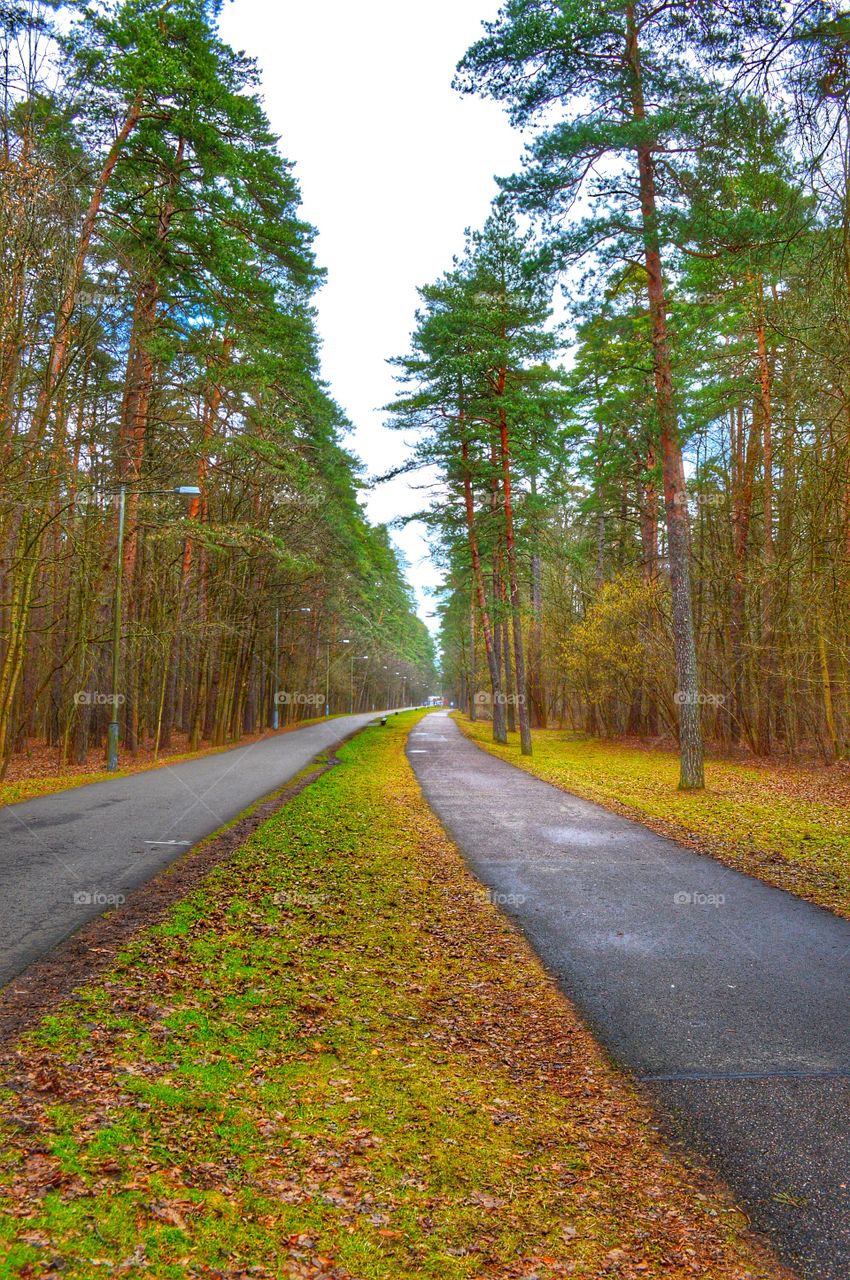 Forest at spring on rainy day. 2016