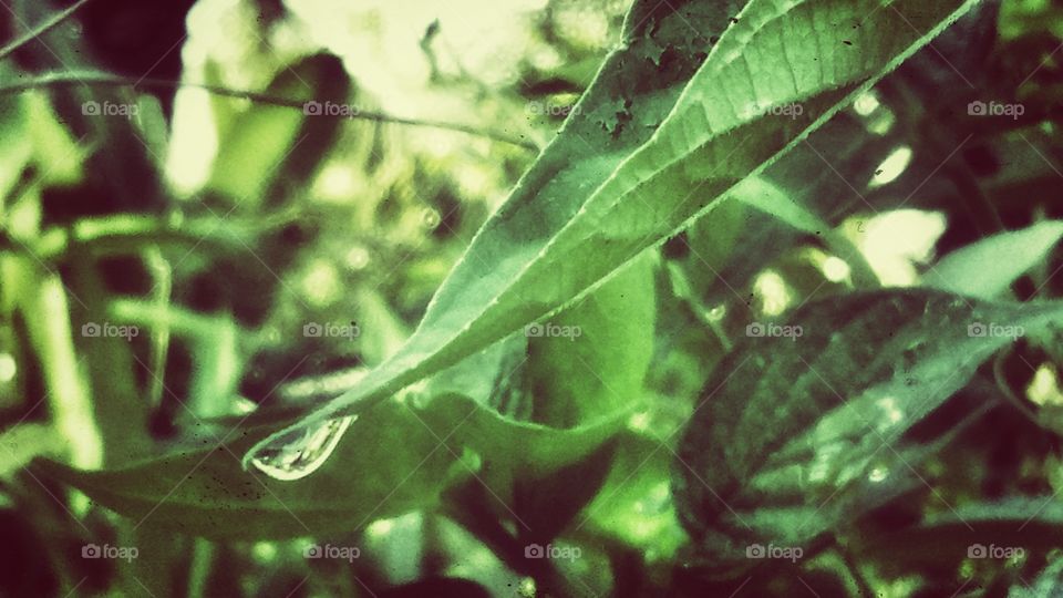 Golden morning in the garden with a dew drop