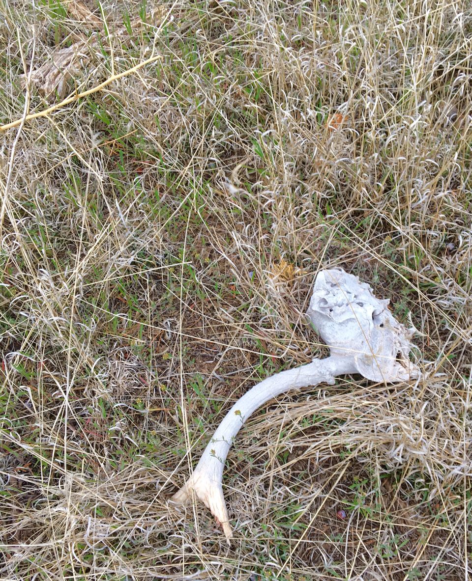 Deer skull n antler