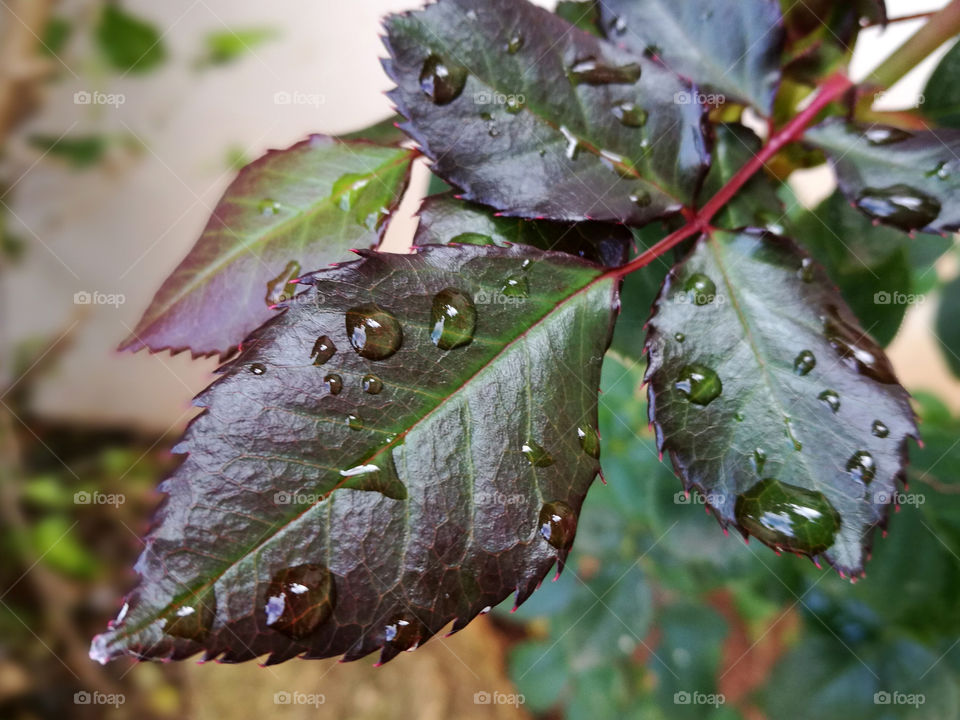 Beautiful leave plant in the garden