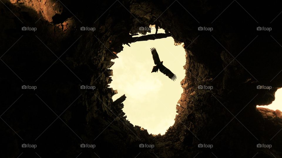 Eagle through old tree. One of my favourite shots of an eagle in sky taken from inside a hollow tree