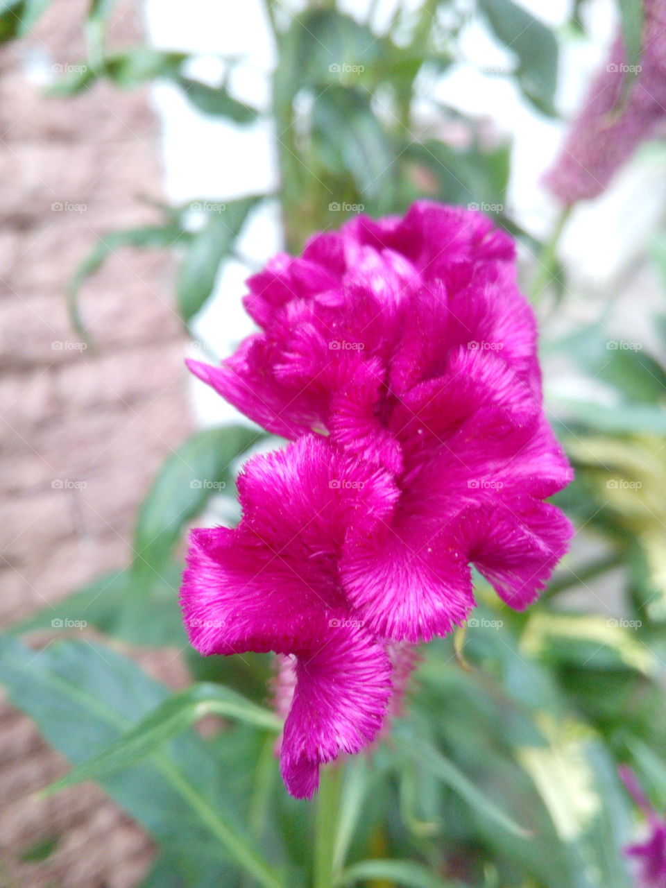 Pink Flower