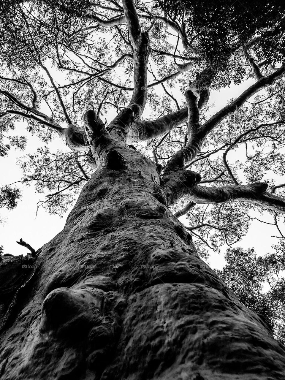tree b&w