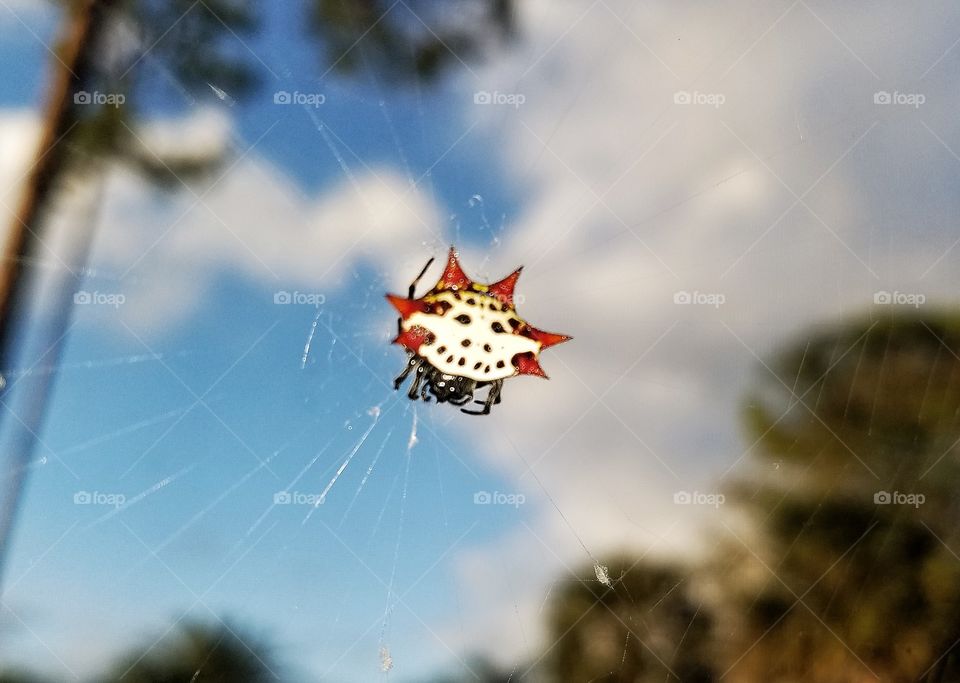 Back Yard Arachnid In a Web