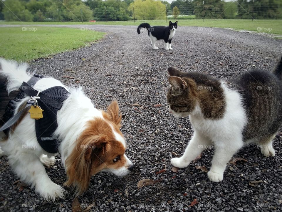 A Papillion dog and a tabby cat meet on a rock road with a black and white cat in background in spring