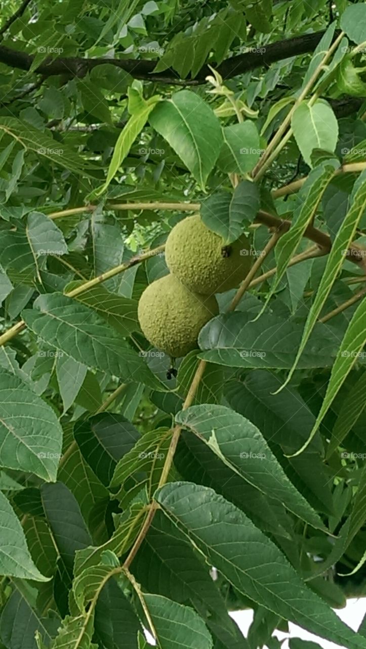 Walnut tree. closeup of a walnuts in a walnut tree