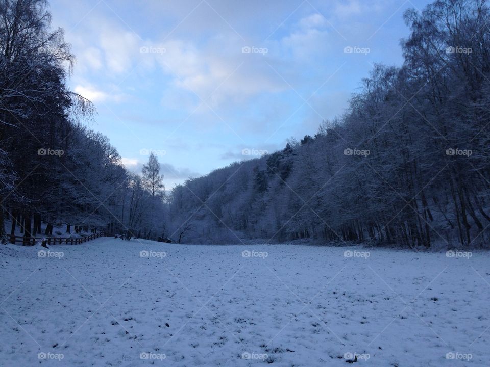 Snow, Winter, Cold, Tree, Frost