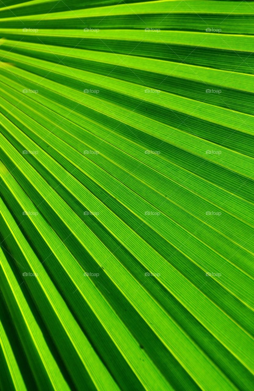 Palm Frond Pattern