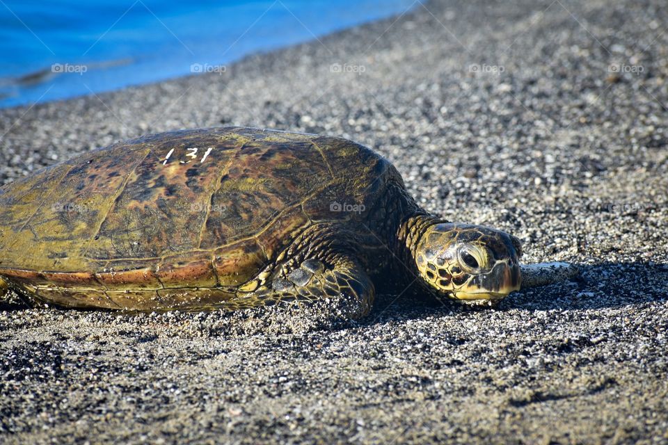 Green sea turtle on the beach