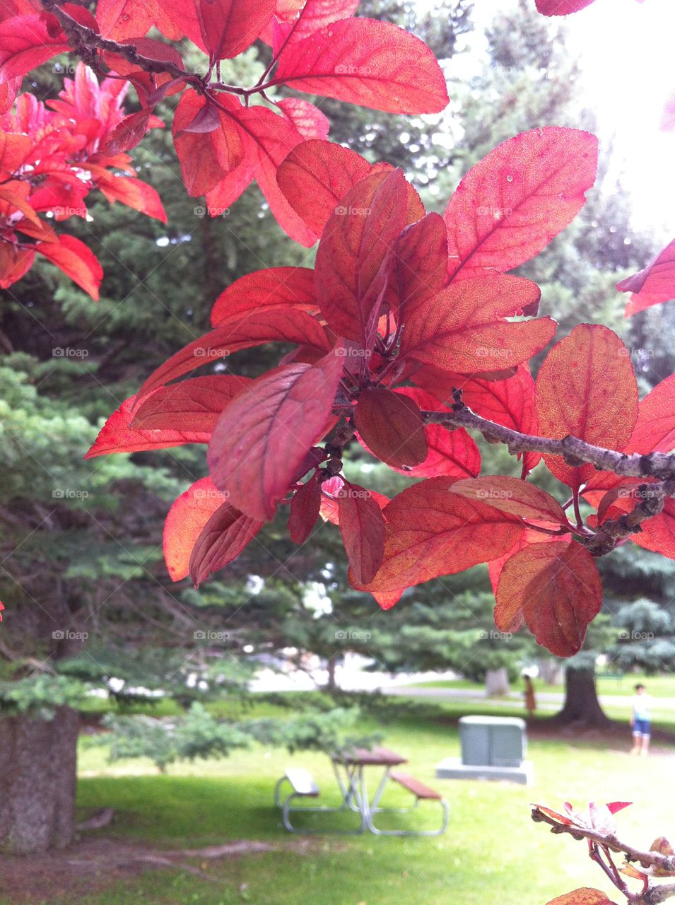 Red leaves