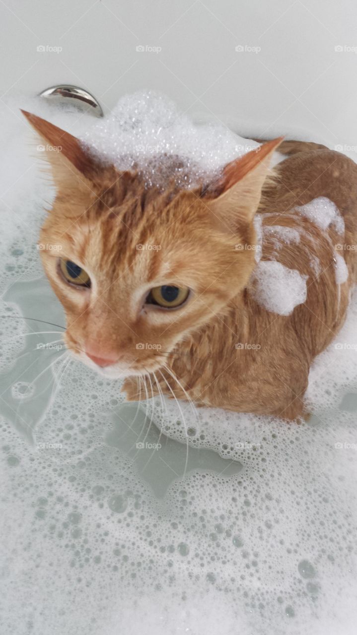 a cat who loves warm water