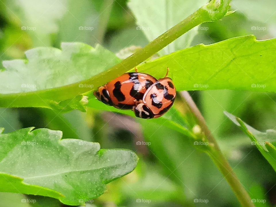 Ladybugs in love under the leaf.