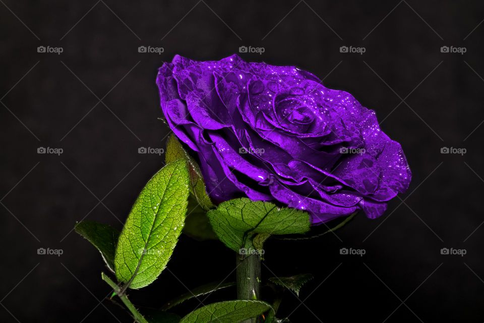 Purple rose