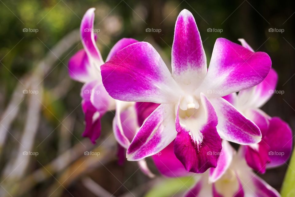 Orchid flower in nature garden