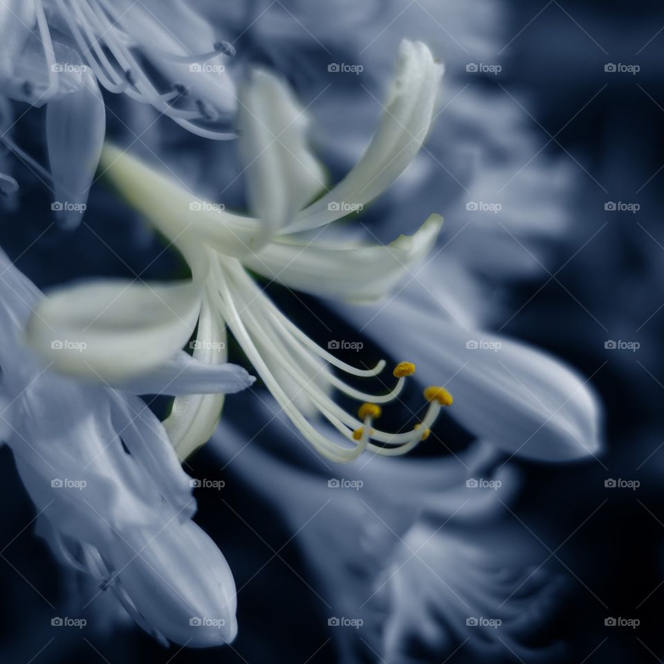 Agapanthus close up image