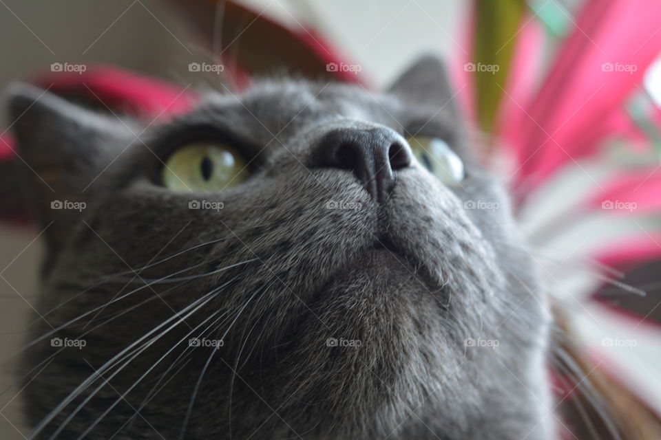 russian blue cat funny portrait