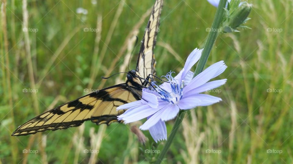 Butterfly close up