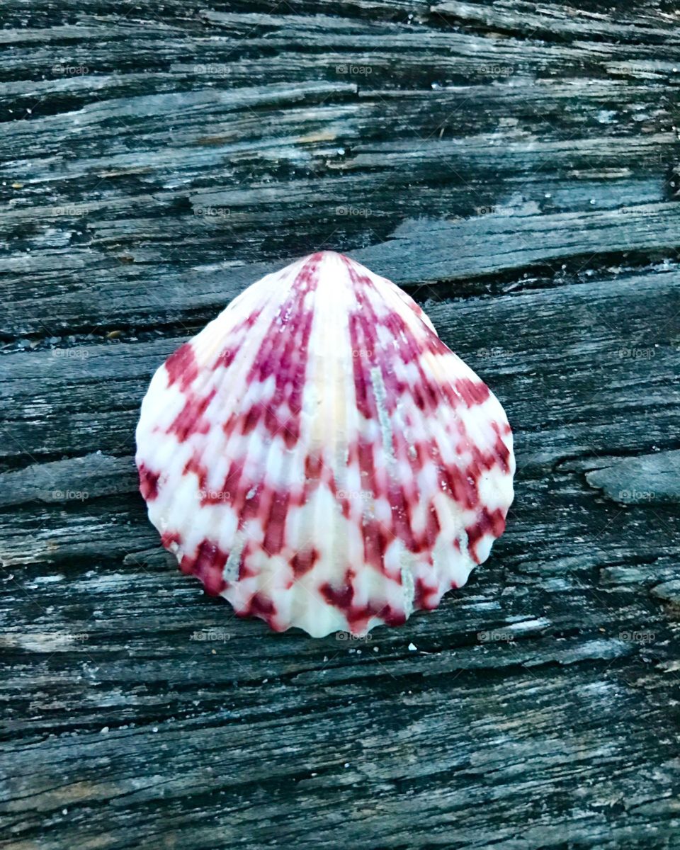 The lone shell 