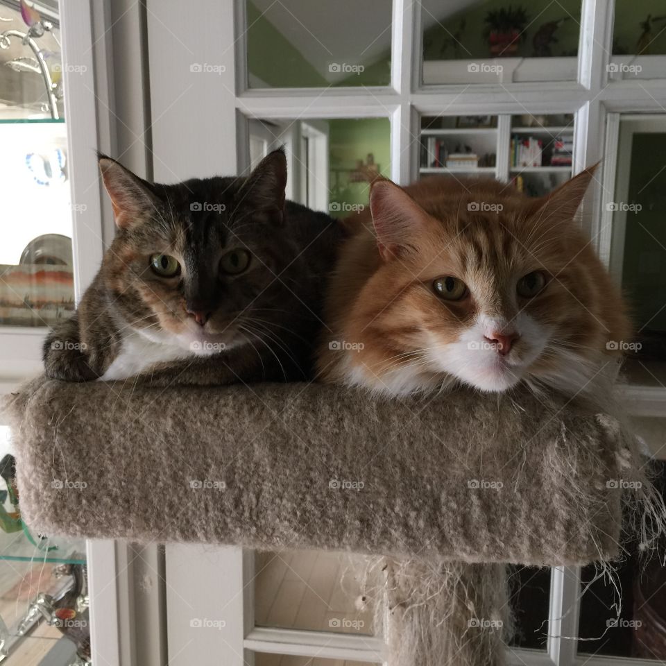 Double Cats