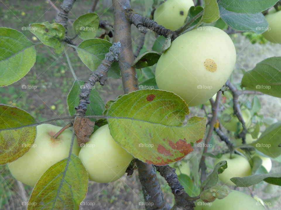 Garden apples.