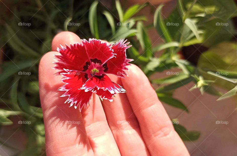 magenta colour magic 🌺 flower in the hand close up