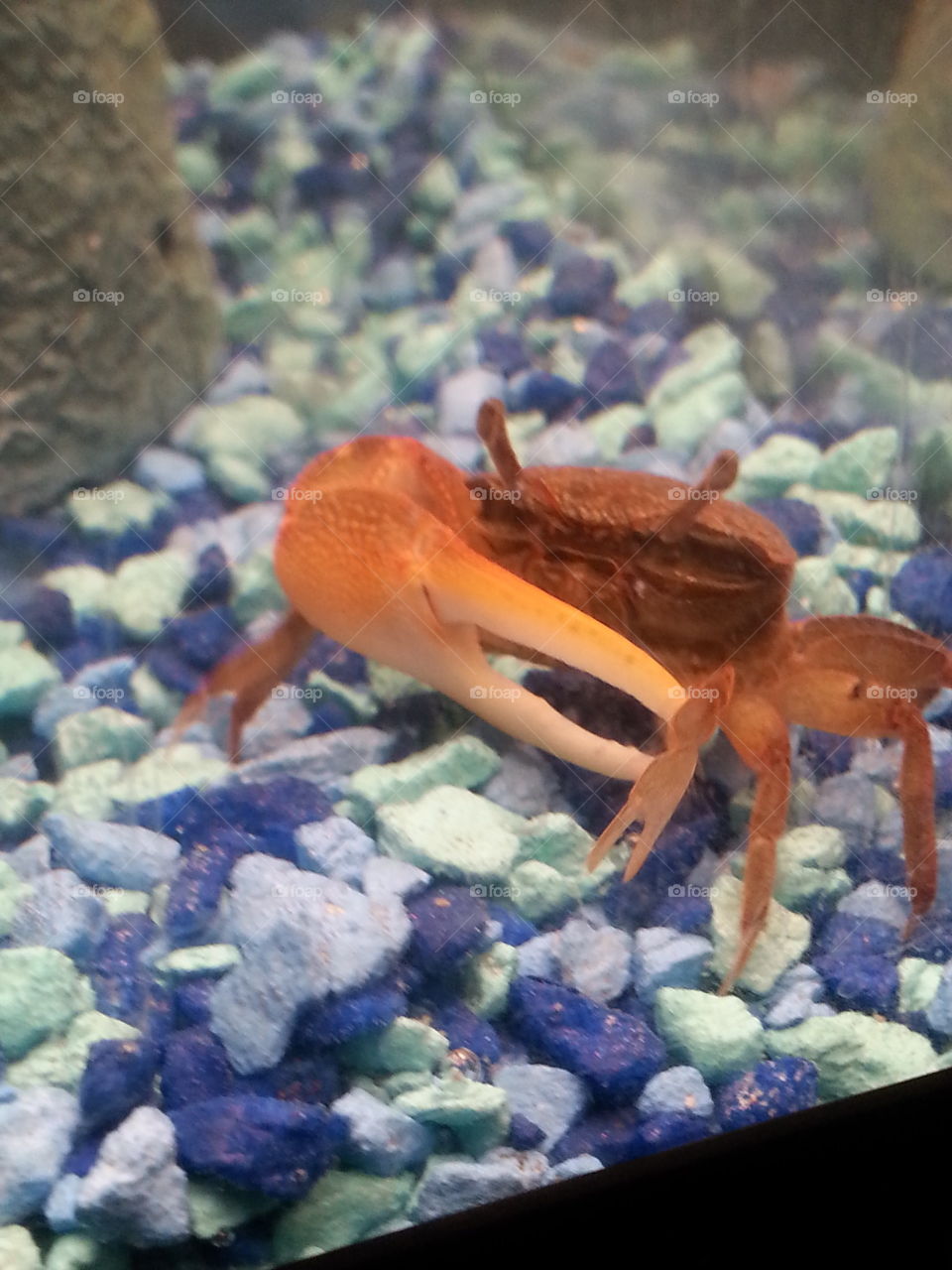 Mr. Crabs. A little crab I had as a pet.