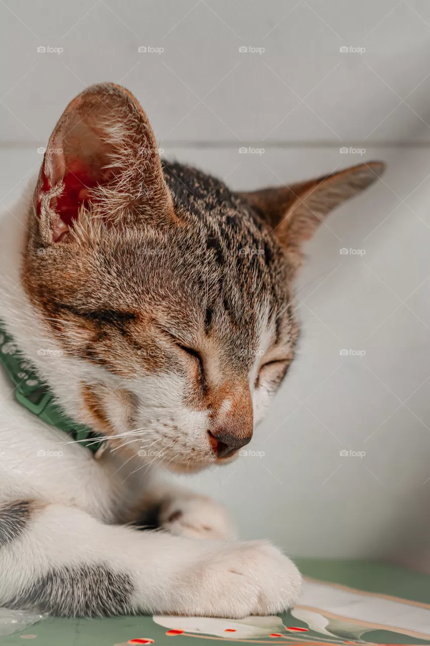 kitty