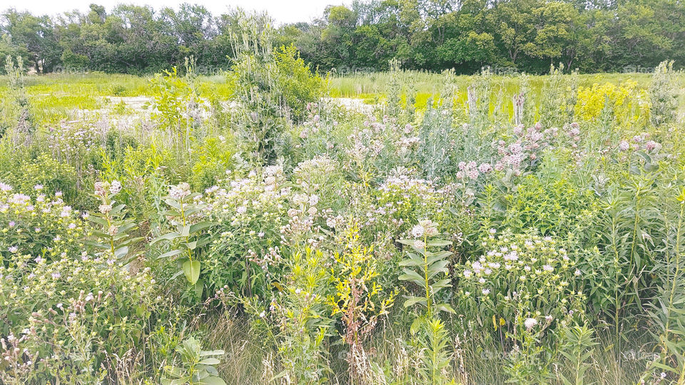 Fields of beauty