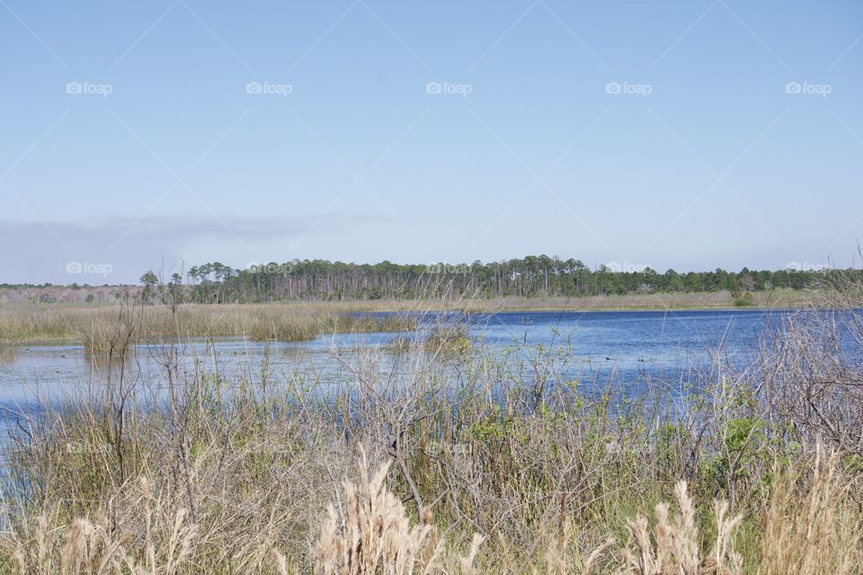 Views of St Marks Wildlife Refuge