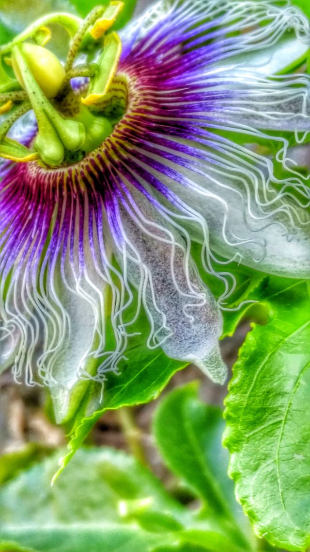 Velvet Purple Passion Flower. Passion flowers blooming on the vines.
