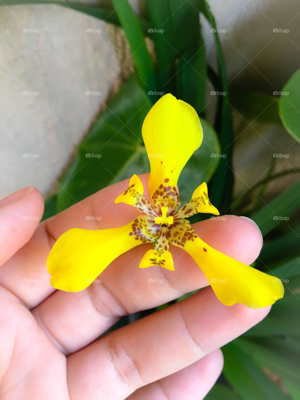 Beautiful yellow flower held by a hand