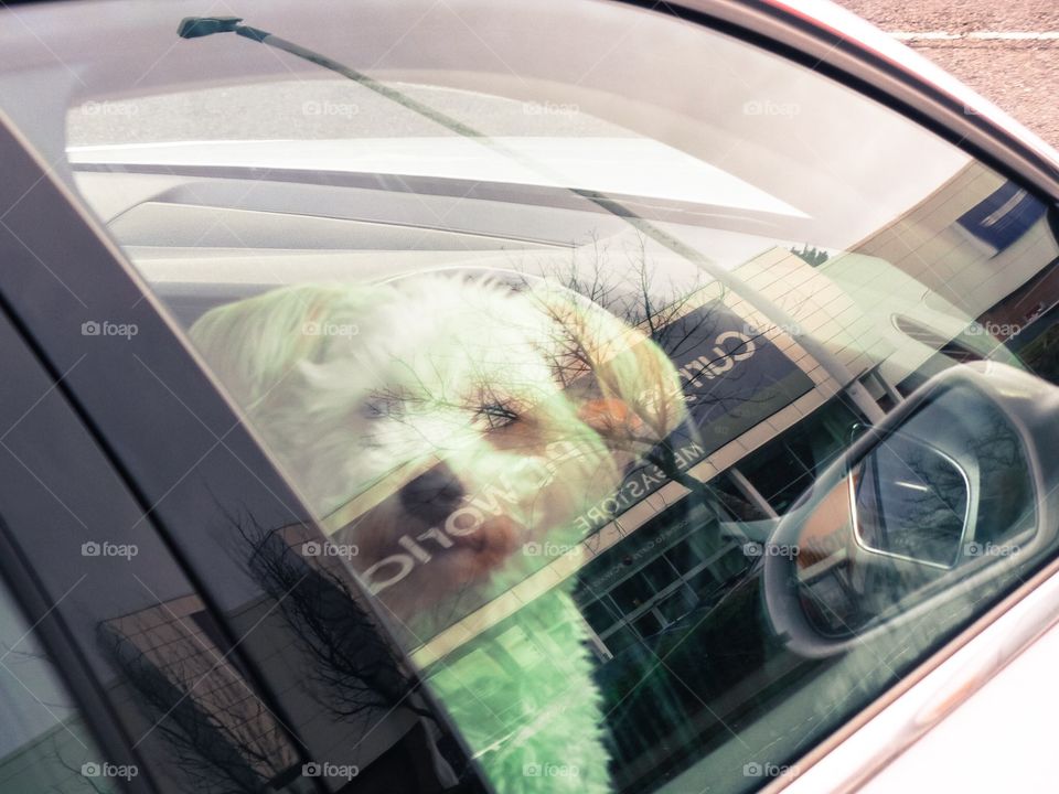 Dog. Locked in car