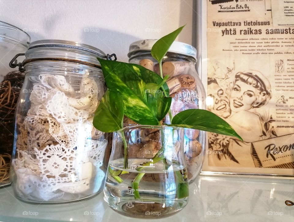 My favorite green plant is the epipremnum pinnatum. 💚