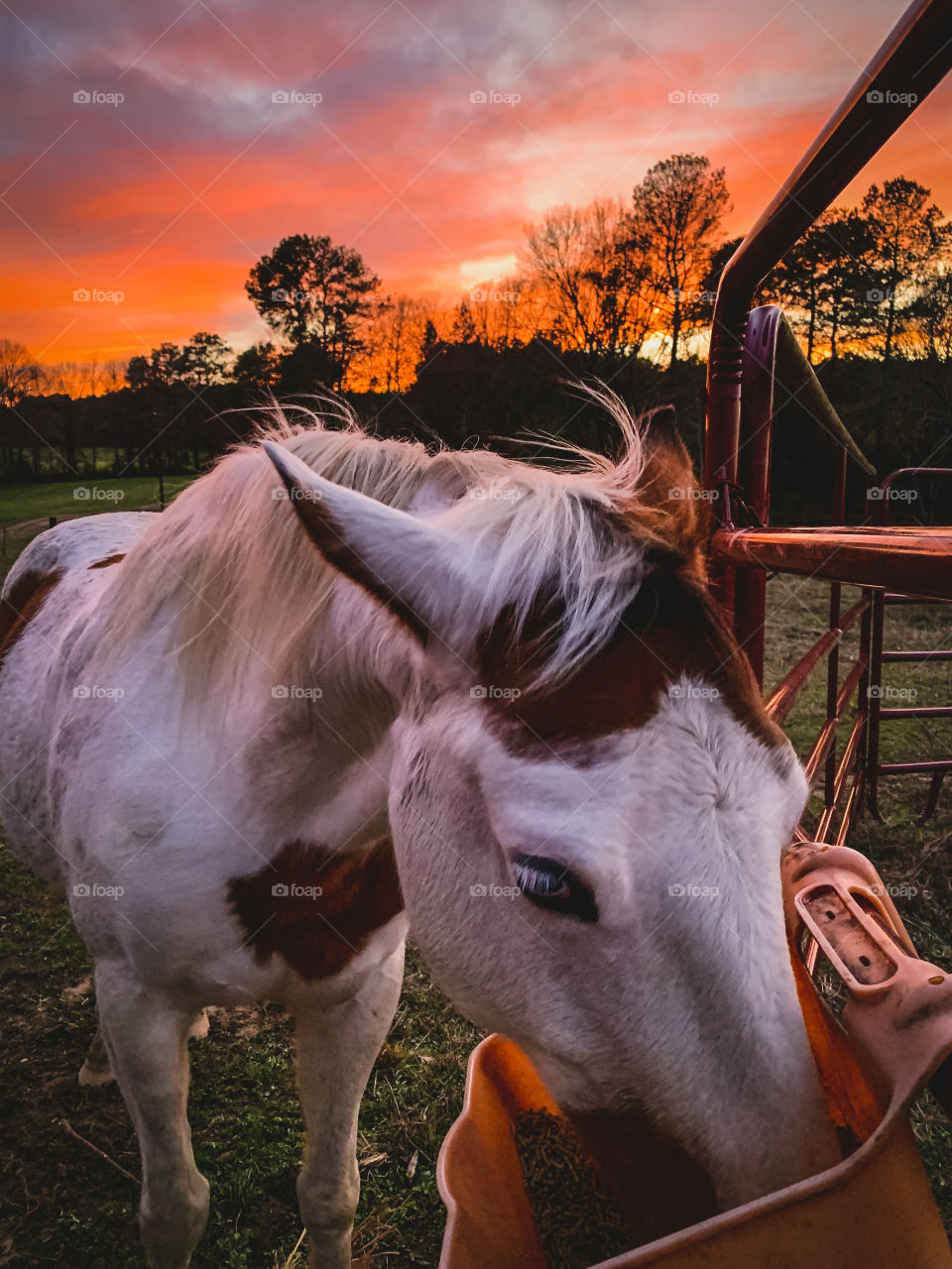 Colorful skies while feeding the horses in rural Texas