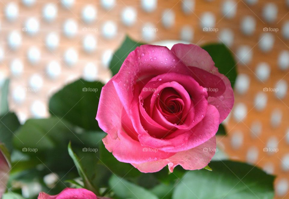 beautiful pink rose flower top view wooden background