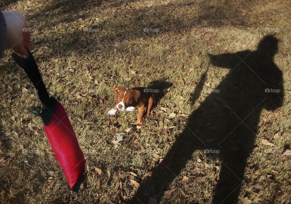 A woman holding a dog toy in the air with her shadow showing and a puppy looking up from the grass and leaves in fall spring winter green eyes blaze face brindle Catahoula pit bull mix puppy