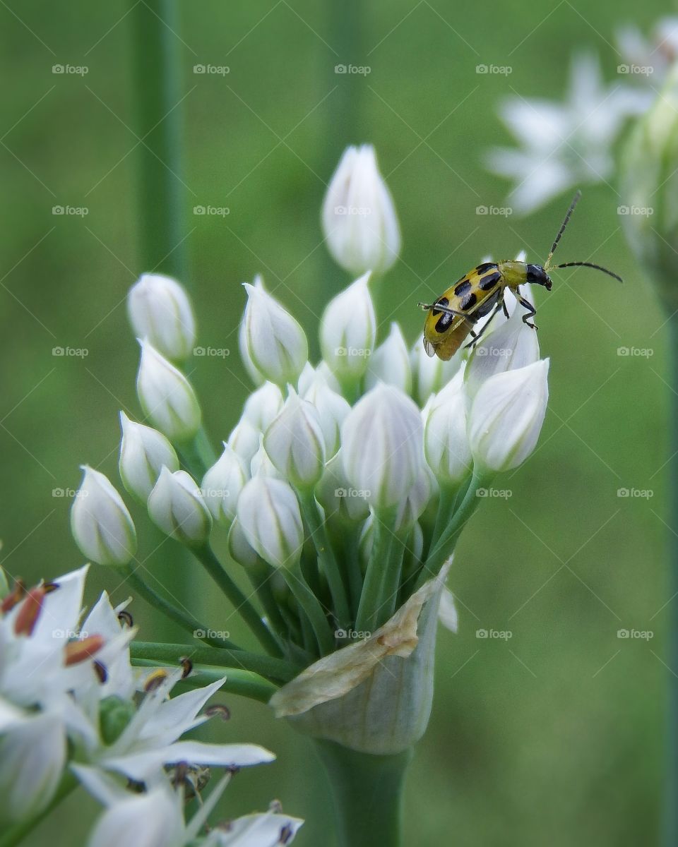little green beetle on white flowers. Marco soft green background