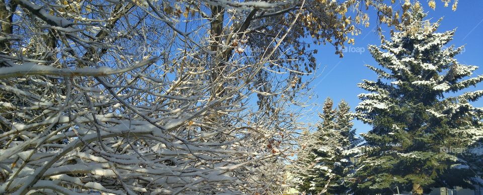 Morning after snowfall