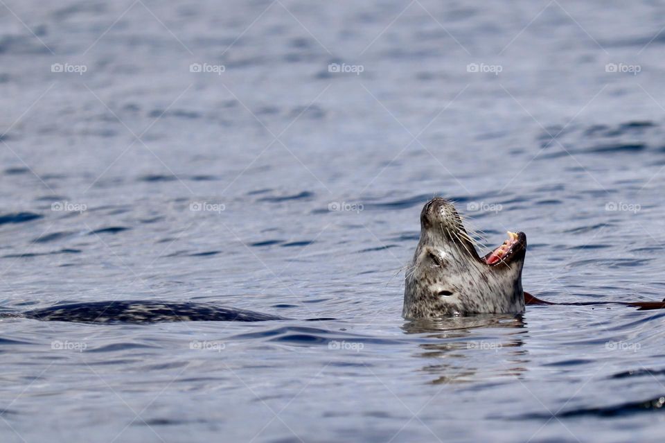 A Harbor Seal soaks up the suns rays in the cool,  blue waters of the Puget Sound 